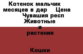 Котенок мальчик  2.5 месяцев в дар. › Цена ­ 10 - Чувашия респ. Животные и растения » Кошки   . Чувашия респ.